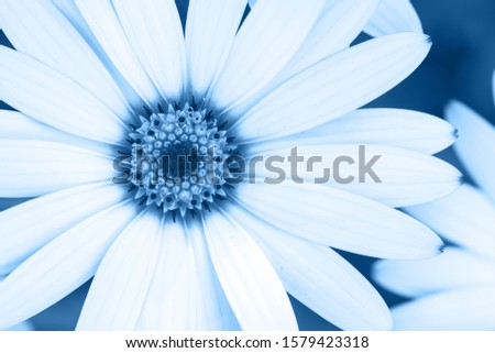 Similar – Foto Bild Blue Flower Natur Blüte