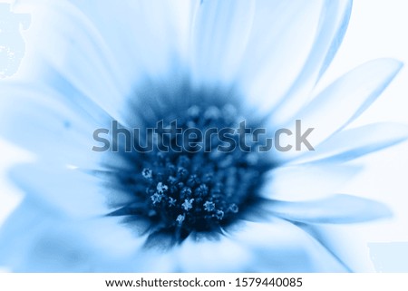 Similar – Foto Bild Blue Flower Natur Blüte