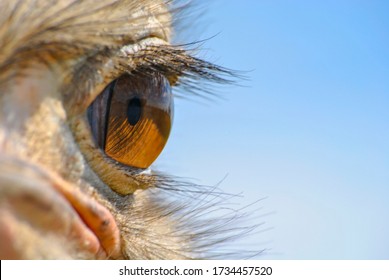 Close Up Of An Ostrich Eye Taken At A Nature Reserve In South Africa