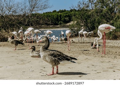 Close up of an ostrich face with curious expression in dry savannah landscape. Large flightless bird looking into camera. Wildlife in natural habitat. High quality photo