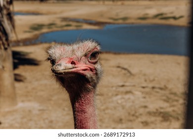 Close up of an ostrich face with curious expression in dry savannah landscape. Large flightless bird looking into camera. Wildlife in natural habitat. High quality photo