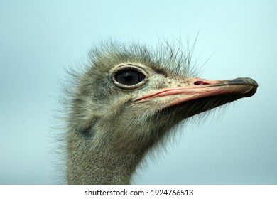 Close Up Of Ostrich Face In Profile