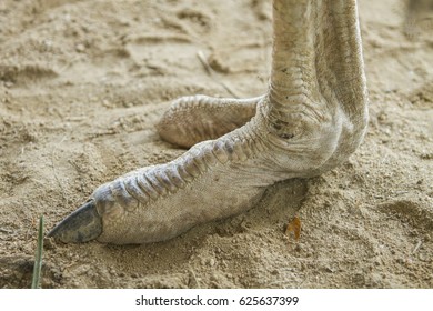 1,174 Ostrich foot Images, Stock Photos & Vectors | Shutterstock