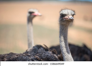 Close Up Of Ostrich Flock In South African Countryside