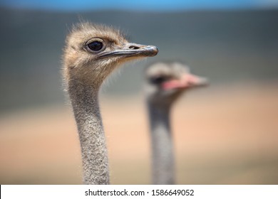 Close Up Of Ostrich Flock In South African Countryside