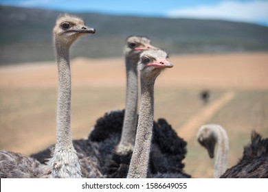 Close Up Of Ostrich Flock In South African Countryside Adlı Stok Fotoğraf