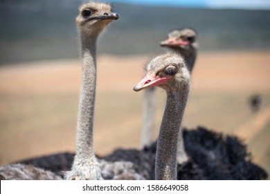 Close Up Of Ostrich Flock In South African Countryside