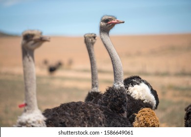 Close Up Of Ostrich Flock In South African Countryside