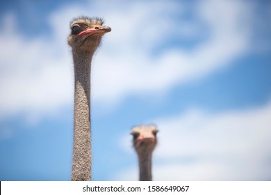 Close Up Of Ostrich Flock In South African Countryside