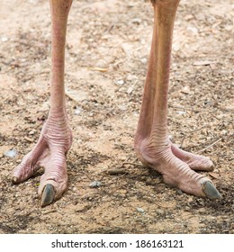 Close Ostrich Foot Stock Photo 186163121 | Shutterstock