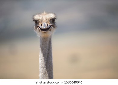 Close Up Of Ostrich Head Looking Into Camera In South African Countryside Adlı Stok Fotoğraf