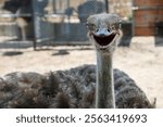 close up of ostrich in outdoor enclosure in the farm