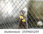 close up of Otter in a cage