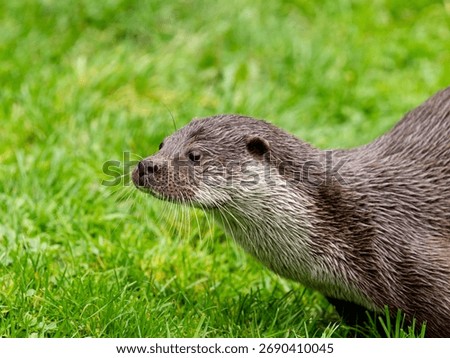 Close Up of an Otter Head
