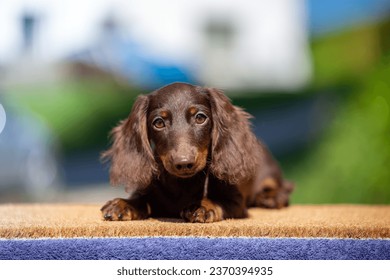 Close up outdoor portrait of cute chocolate longhaired dachshund puppy - Powered by Shutterstock