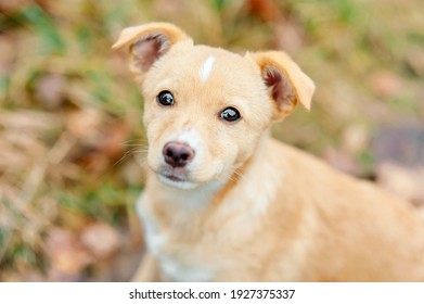 Close up outdoor portrait of homeless abandoned puppy dog with sad eyes. Stray dog waiting for new owner. Rehome or adoptng a pet, help animal in need.