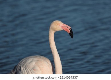 Close up outdoor sunny view of a pink flamingo. Picture taken in February 2024, in a natural reserve located in Camargue. Aquatic bird with long legs and neck. - Powered by Shutterstock