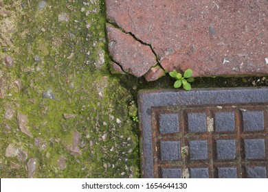 Close Up Outdoor View From Above Of A Small Wild Plant Growing On An Urban Walkway. Unique Green Herb Among A Concrete Surface. Abstract Design Of Vegetation Resilience In The City. Resilience Symbol.