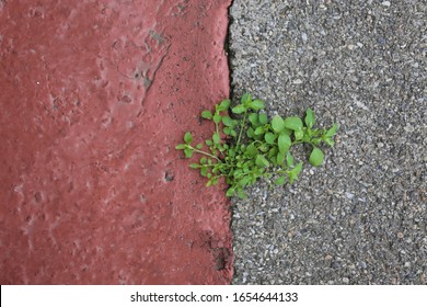 Close Up Outdoor View From Above Of A Small Wild Plant Growing On An Urban Walkway. Unique Green Herb Among A Concrete Surface. Abstract Design Of Vegetation Resilience In The City. Resilience Symbol.