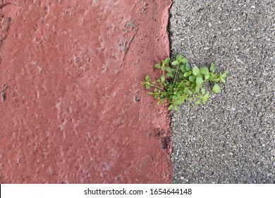 Close Up Outdoor View From Above Of A Small Wild Plant Growing On An Urban Walkway. Unique Green Herb Among A Concrete Surface. Abstract Design Of Vegetation Resilience In The City. Resilience Symbol.