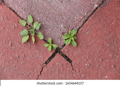 Close Up Outdoor View From Above Of A Small Wild Plant Growing On An Urban Walkway. Unique Green Herb Among A Concrete Surface. Abstract Design Of Vegetation Resilience In The City. Resilience Symbol.