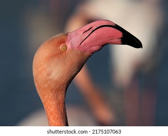 Close up outside view of a flamengo head taken in Camargue, december 2021, southern France. Long pink and black beak. Blue grey water in background. - Shutterstock ID 2175107063