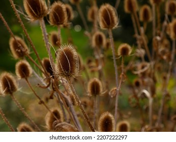 Close up of the oval shaped brown dried seedhead of the native biennial wild flowering Dipsacus or common teasel or wild teasel seen in the UK in late summer and autumn. - Shutterstock ID 2207222297