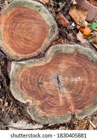 A Close Up Overhead Flat Lay Shot Showing Red Brown Wood Growth Rings From A Pair Of Freshly Cut Deciduous Twin Trees In A Local Forest Where Deforestation Is Forcing Wildlife Into Cities