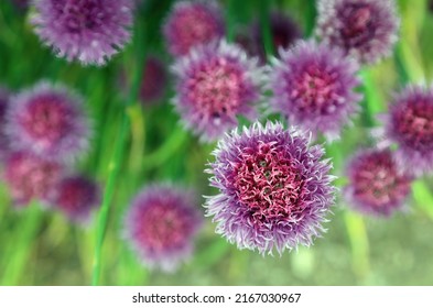 Close Up Overhead View Of Chives Flowers, Derbyshire England
