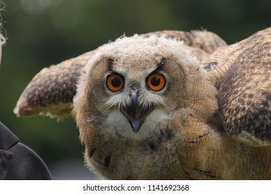 close up owl