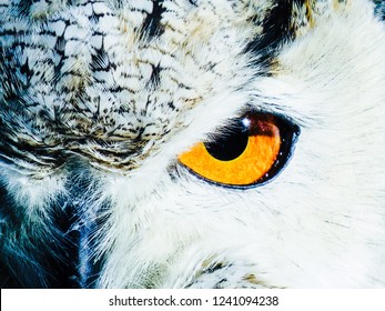 Close up owl