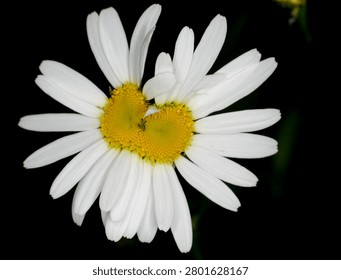 close up of an Ox Eye Daisy whose central disc has in completely divided rather like conjoined twins