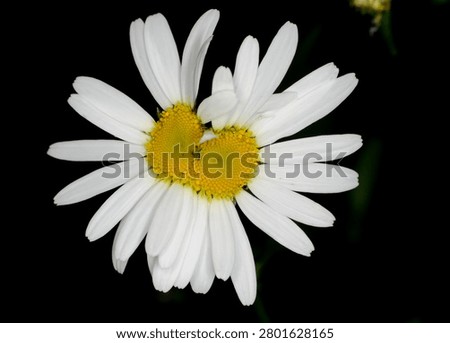 close up of an Ox Eye Daisy whose central disc has in completely divided rather like conjoined twins