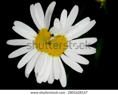 close up of an Ox Eye Daisy whose central disc has in completely divided rather like conjoined twins