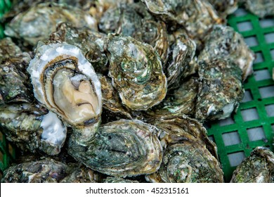 Close up oysters background with Open Oyster