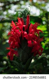 Close Up Of Pachystachys Flower From Acanthaceae Family