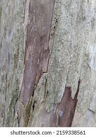 Close Up To Pacific North West Trees In Vancouver North Shore Mountains