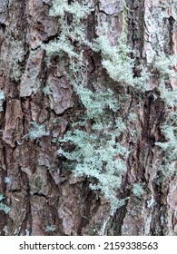 Close Up To Pacific North West Trees In Vancouver North Shore Mountains