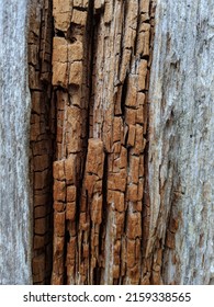 Close Up To Pacific North West Trees In Vancouver North Shore Mountains