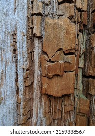 Close Up To Pacific North West Trees In Vancouver North Shore Mountains