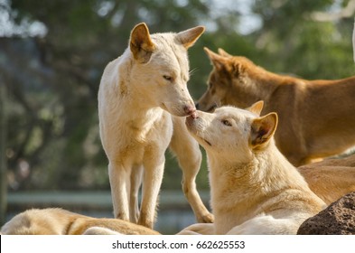 Close Up Of A Pack Of Dingo With Two Nuzzling Together