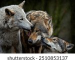 A close up of pack of Grey Wolves