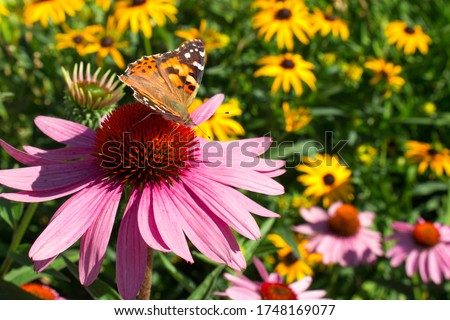 Close up Painted Lady Butterfly pollinating echinacea wildflowers in wildflower prairie garden