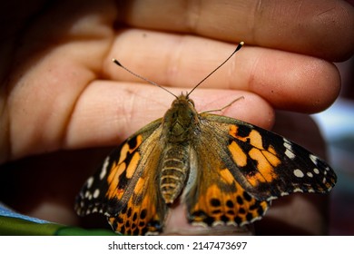 Close up of a Painted Lady butterfly which has landed on a child's hand just after it was released. We had the pleasure of seeing it transform from a caterpillar into a stunning butterfly. - Powered by Shutterstock