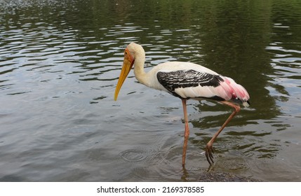 Close up of Painted Stork bird wading lake searching for fish at a public park.
