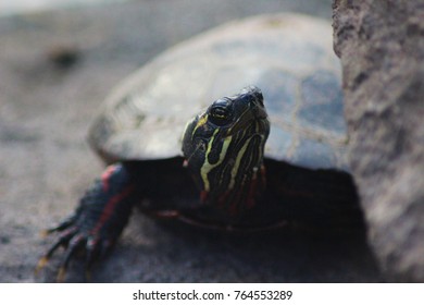 Close Up of Painted Turtle