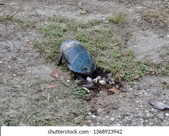 Close up of a Painted Turtle laying an egg in her nest. Photographed in New England, USA.   