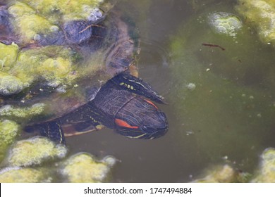 Close Up Of Painted Turtle Swimming And Eating In Pond Water