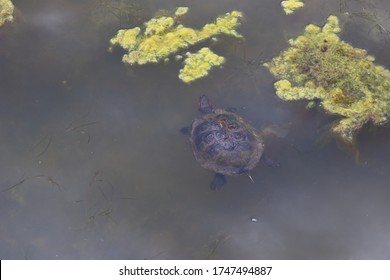 Close Up Of Painted Turtle Swimming And Eating In Pond Water