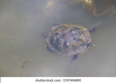 Close Up Of Painted Turtle Swimming And Eating In Pond Water